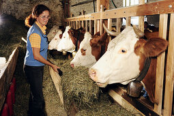 Frau füttert Kühe mit Heu, Oberbayern, Bayern, Deutschland