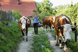 Woman bringing cows towards meadow, Upper Bavaria, Bavaria, Germany
