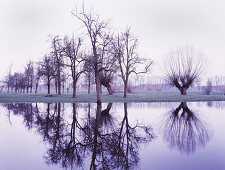 Kopfweiden im Hochwasser, Auenlandschaft am Rhein, Düsseldorf, Nordrhein-Westfalen, Deutschland