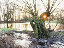 Kopfweiden im Hochwasser, winterliche Auenlandschaft am Rhein, Düsseldorf, Nordrhein-Westfalen, Deutschland