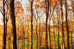Grafenberg forest in autumn, Dusseldorf, North Rhine-Westphalia, Germany