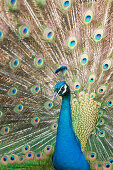 Blue Peafowl, Pavo christatus, Germany, Wildlife Park Poing