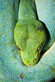Green Tree Python, Morelia viridis, Indonesia, West Papua, Misool