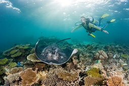 Blackspotted Stingray and Diver, Taeniura meyeni, Maldives, Ellaidhoo House Reef, North Ari Atoll