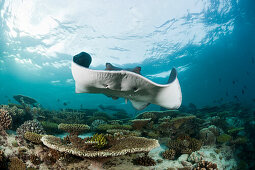 Blackspotted Stingray, Taeniura meyeni, Maldives, Ellaidhoo House Reef, North Ari Atoll