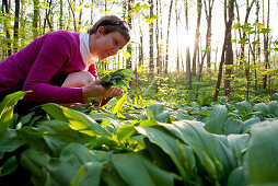 Woman picking ramsons in alluvial forest, Leipzig, Saxony, Germany