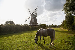Pferd auf einer Weide, Windmühle im Hintergrund, Oldsum, Insel Föhr, Schleswig-Holstein, Deutschland