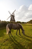 Horse on pasture, windmill in background, Oldsum, Foehr island, Schleswig-Holstein, Germany