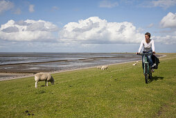 Woman cycling on dike, Beltringharder Koog, Luettmoorsiel, Nordstrand, Schleswig-Holstein, Germany