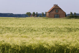Barn beside barley field, near Hanover, Lower Saxony, Germany