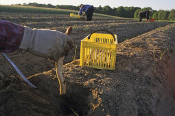 Cutting asparagus, Burgdorf, Lower Saxony, Germany