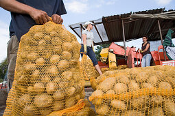 Kartoffelsäcke bei der Kartoffelernte, Sortiermaschine, Arbeiterinnen