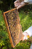 Imker prüft Honig aus dem Bienenstock, Bienen