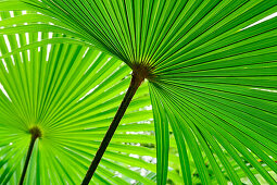 Palm leaves, Lake Como, Lombardy, Italy