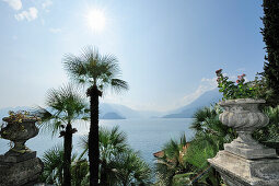 Palmtrees in front of Lake lago di Como, Lake lago di Como, Lombardy, Italy