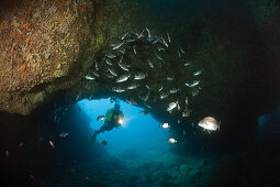 Scuba Diver and Breams in Cave, Diplodus vulgaris, Dofi North, Medes Islands, Costa Brava, Mediterranean Sea, Spain