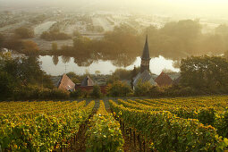 View over vineyards Volkach-Koehler, Franconia, Bavaria, Germany