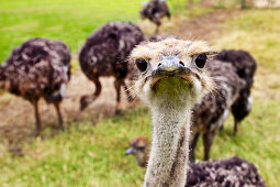 Ostriches on an Ostrich farm, Cape Town, Cape Peninsula, Western Cape, South Africa, Africa