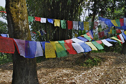Gebetsfahnen zwischen Bäumen bei Kloster Enchey, Sikkim, Himalaja, Nord Indien, Asien