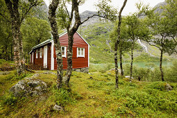 Rotes Holzhaus im Birkenwald am See Fynderdalsvatnet, Folgefonn Halbinsel, Kvinnherad, Hordaland, Norwegen, Skandinavien, Europa