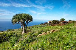 Küstenlandschaft mit Drachenbaum, Santo Domingo de Garafia, La Palma, Kanarische Inseln, Spanien, Europa