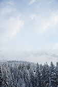 Verschneiter Nadelwald bei Laax, Kanton Graubünden, Schweiz