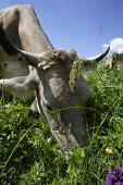 Milk cow grazing, Hinterstein Valley, Bad Hindelang, Allgau, Swabia, Bavaria, Germany