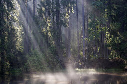 U pralesa lake in the Virgin forest Boubin, South Bohemia, Sumava, Czech republic
