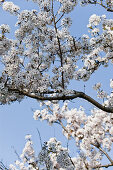 Blühender Laubbaum im Frühling, Botanischer Garten, München, Bayern, Deutschland