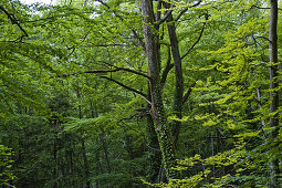 Wood, Trees, Green, Limb, Sustainability, Nature, Nobody, Plants, Leaves, Germany, Bavaria, Berg