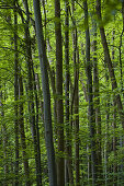 Deciduous wood, Berg, Upper Bavaria, Germay