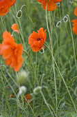 Blooming red poppy, Berg, Bavaria, Germany