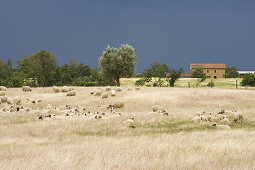 Flock of sheep in a meadow near Sovana, Tuscany, Italy