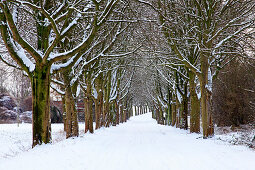 Alley of chestnuts near Herten, Ruhr area, North Rhine-Westphalia, Germany