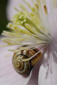 Nahaufnahme einer zartrosa Clematis mit kleiner Schnecke und Staubblättern