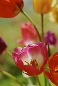 Bunch of garden tulips