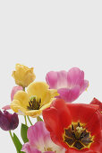 Bunch of fully blooming garden tulips in front of white background