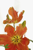 Close up of parrot tulips in front of white background