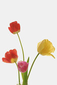 Close up of a bunch of fully blooming garden tulips in front of white background