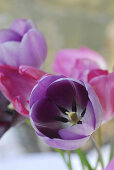 Bunch of fully blooming garden tulips in the garden