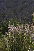 Blühender Lavendel im Sonnenlicht südlich der Montagne de Lure, Haute Provence, Frankreich, Europa