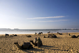 Camels having a rest on the beach, Atlantic Ocean, Essouira, Morocco, Africa
