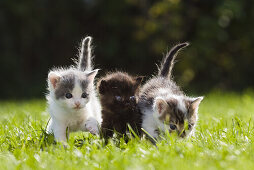 Junge Haus-Katzen, Kätzchen im Garten, Deutschland