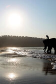 Badender Elefant mit seinem Mahut in der Andamanensee bei Sonnenaufgang am Radha Nagar Beach, Strand 7, Havelock Island, Andamanen, Indien