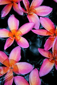 Rosa Frangipaniblüten im Wasserschale, Colombo, Sri Lanka, Asien
