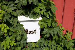 Letterbox and leafs in the sunlight, Sweden, Europe