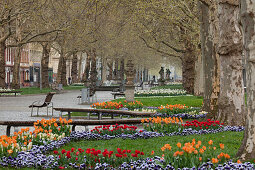 Promenade with alley of plane trees and tulips, park in Spring, Hauptstrasse, Dresden, Saxony, Germany