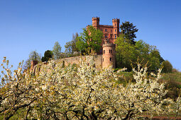 Blühende Kirschbäume, Schloss Ortenberg, bei Offenburg, Ortenau, Mittlerer Schwarzwald, Baden-Württemberg, Deutschland
