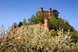 Cherry blossom, Ortenberg castle, near Offenburg, Ortenau region, Black Forest, Baden-Württemberg, Germany