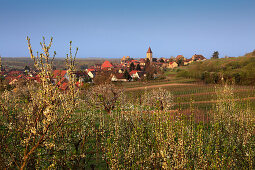 Fruit blossom, Burkheim, Kaiserstuhl, Breisgau, Black Forest, Baden-Württemberg, Germany